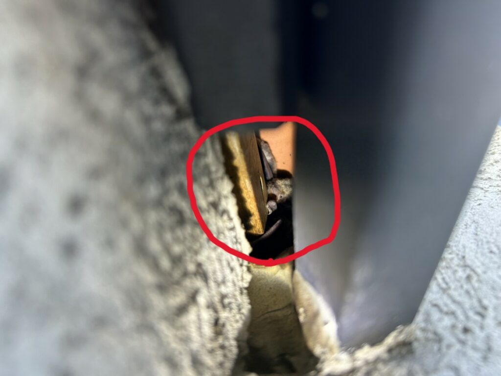 コウモリ侵入口閉鎖作業